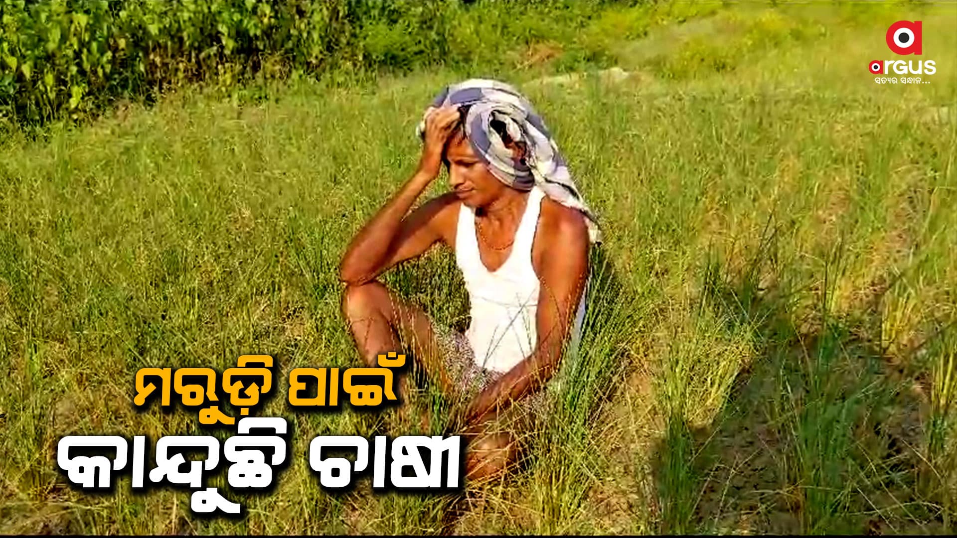 ଗଞ୍ଜାମ ଜିଲ୍ଲାରେ ବର୍ଷା ଅଭାବ ଯୋଗୁଁ ଧାନ ଜମି ଫାଟି ଆଁ କରିଛି