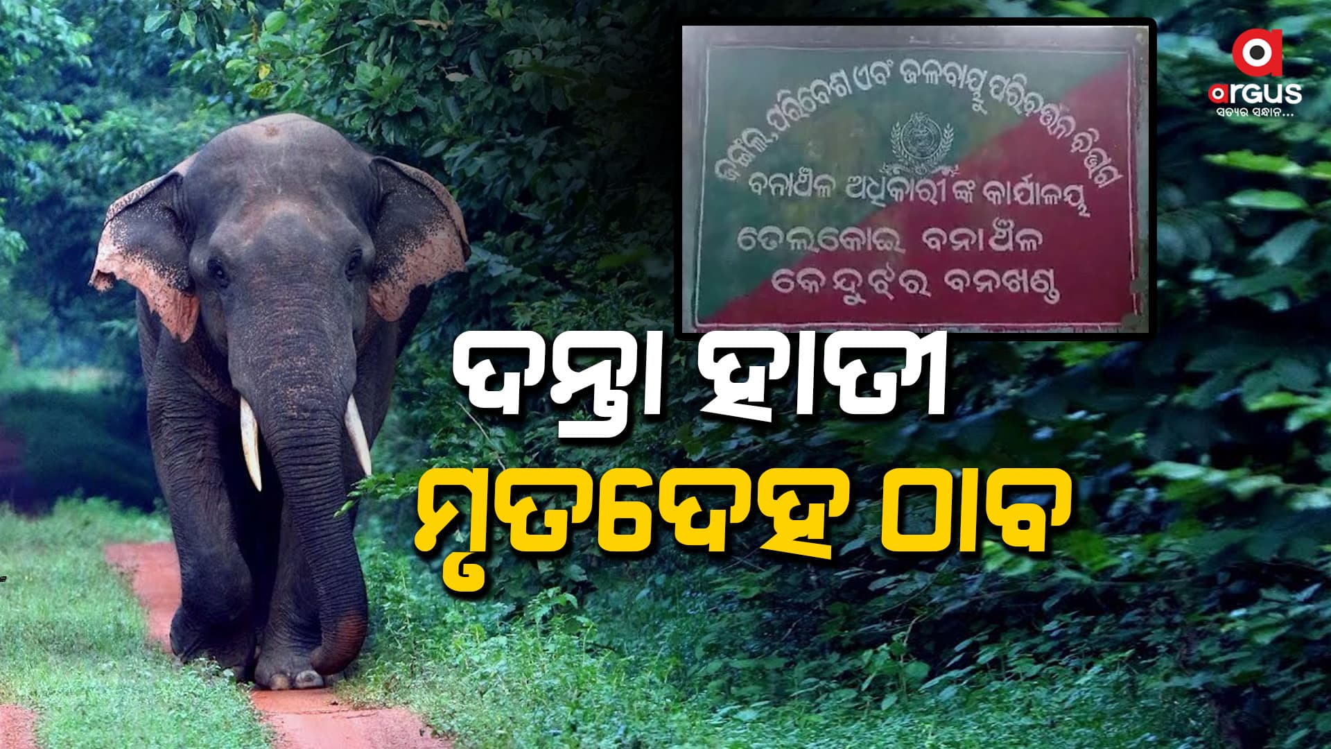 ତେଲକୋଇ ବନାଞ୍ଚଳରୁ ଦନ୍ତା ହାତୀର ମୃତଦେହ ଠାବ