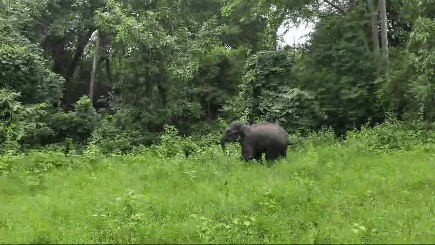 Ailing 3-Year-Old Elephant Calf Dies Under Treatment In Chandaka Sanctuary