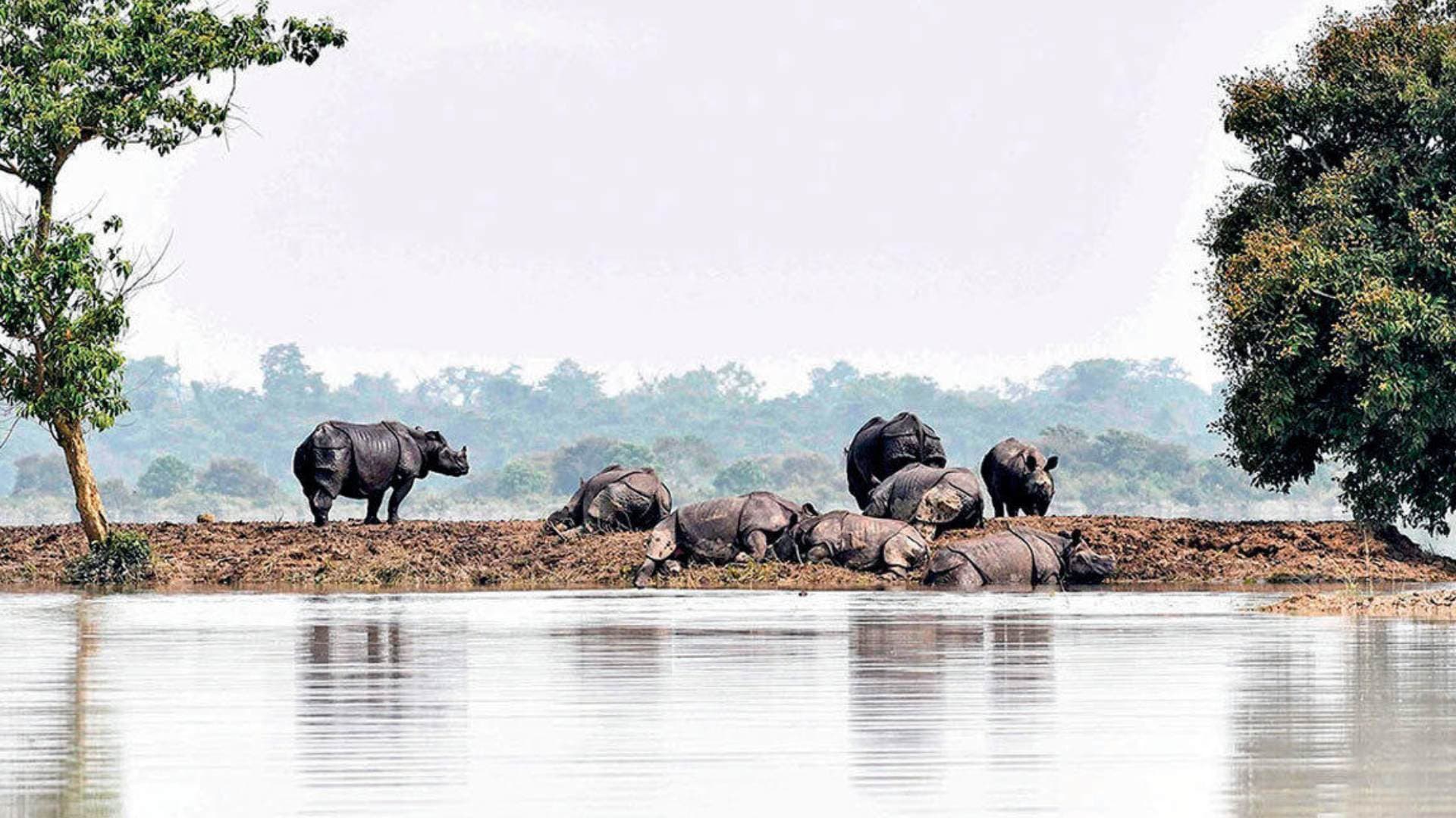 511 Wild Animals Died In Floods Of Assam In Past Five Years: Union government